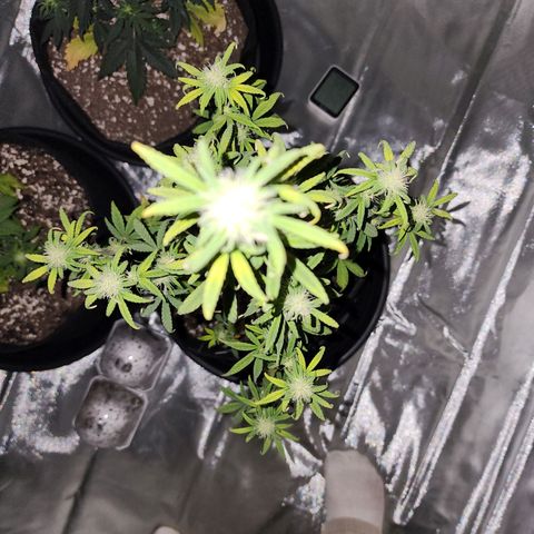 Royal Runtz Tall boy     NLS growlog timeline photo