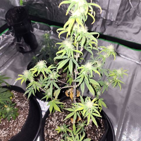 Royal Runtz Tall boy     NLS growlog timeline photo