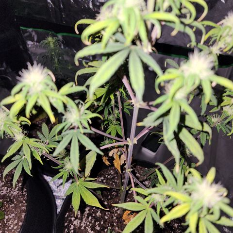 Royal Runtz Tall boy     NLS growlog timeline photo