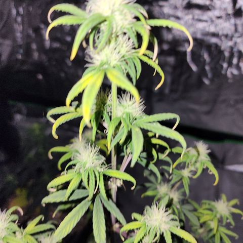 Royal Runtz Tall boy     NLS growlog timeline photo