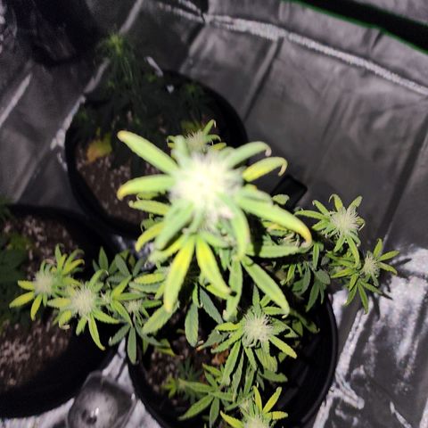 Royal Runtz Tall boy     NLS growlog timeline photo