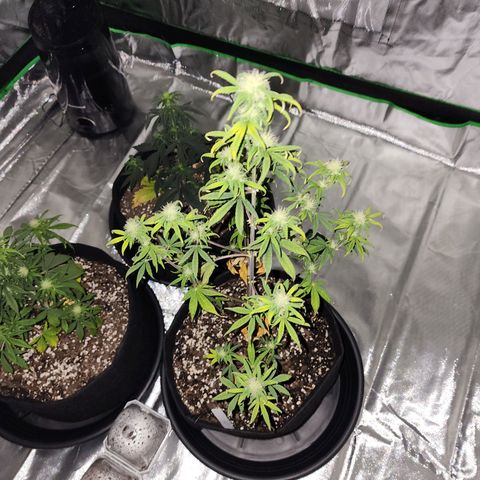 Royal Runtz Tall boy     NLS growlog timeline photo