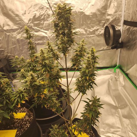 Royal Runtz Tall boy     NLS growlog timeline photo