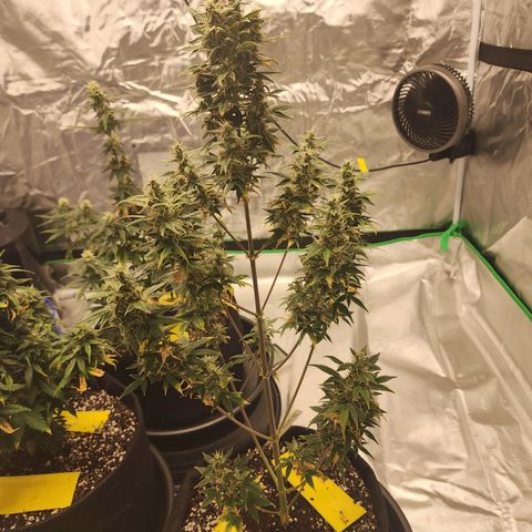 Royal Runtz Tall boy     NLS growlog timeline photo