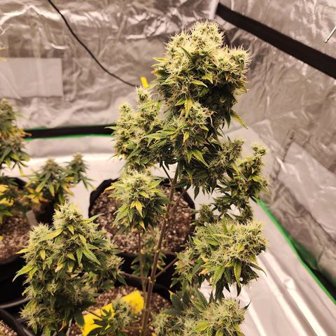 Royal Runtz Tall boy     NLS growlog timeline photo