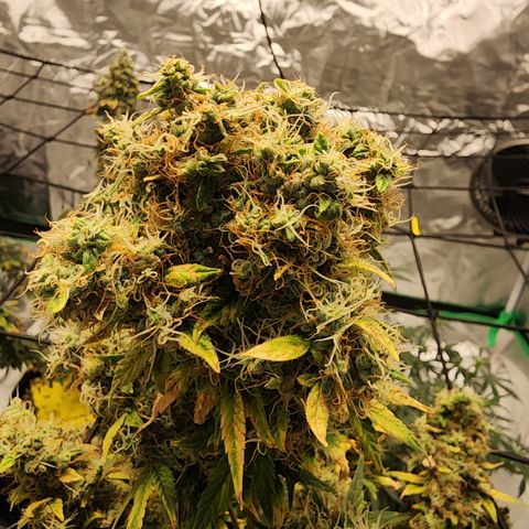 Royal Runtz Tall boy     NLS growlog timeline photo