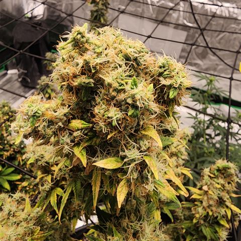 Royal Runtz Tall boy     NLS growlog timeline photo