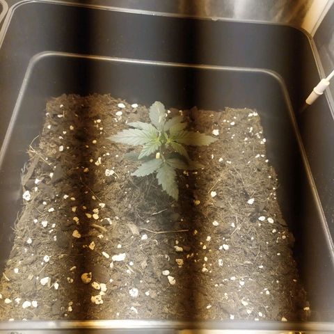 Anesthesia growlog timeline photo
