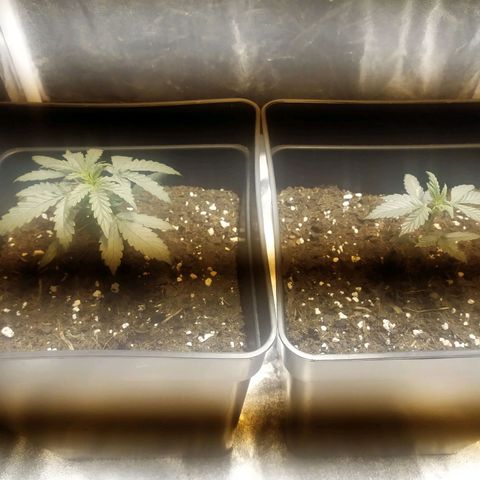 Anesthesia growlog timeline photo