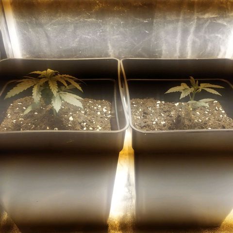 Anesthesia growlog timeline photo