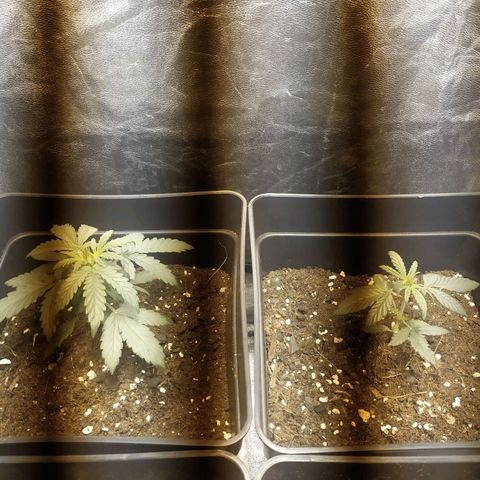 Anesthesia growlog timeline photo