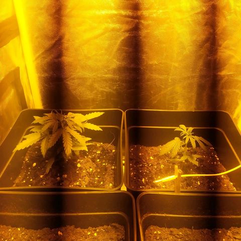 Anesthesia growlog timeline photo