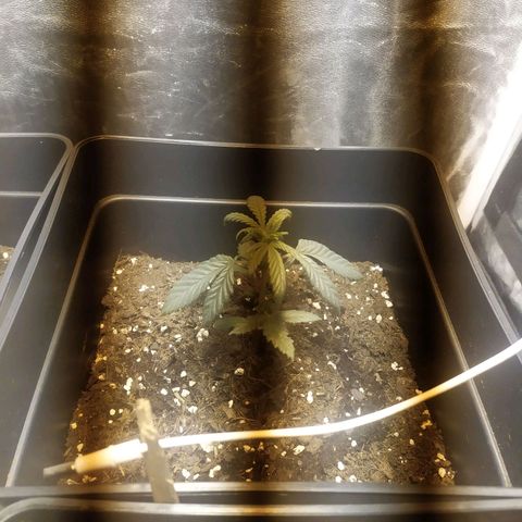 Anesthesia growlog timeline photo