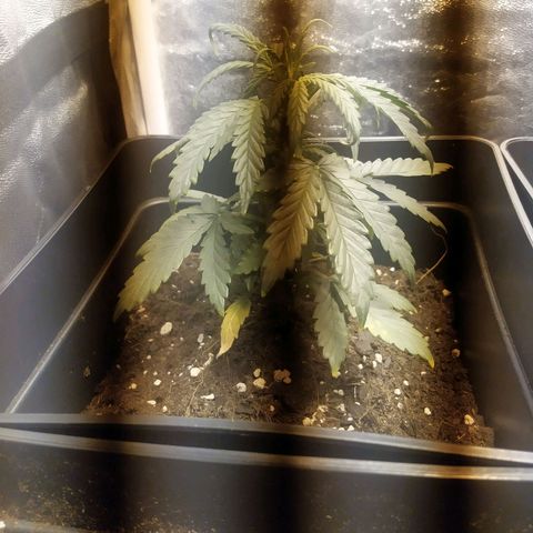 Anesthesia growlog timeline photo
