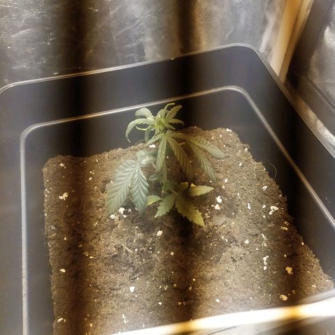 Anesthesia growlog timeline photo