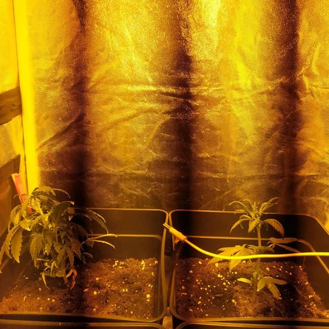 Anesthesia growlog timeline photo