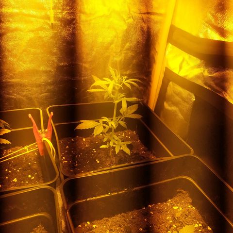 Anesthesia growlog timeline photo