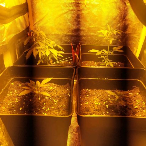 Anesthesia growlog timeline photo