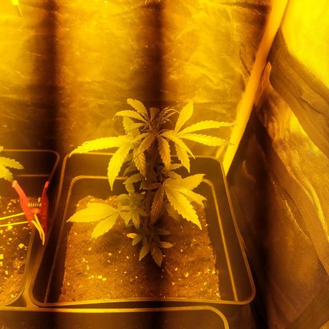 Anesthesia growlog timeline photo