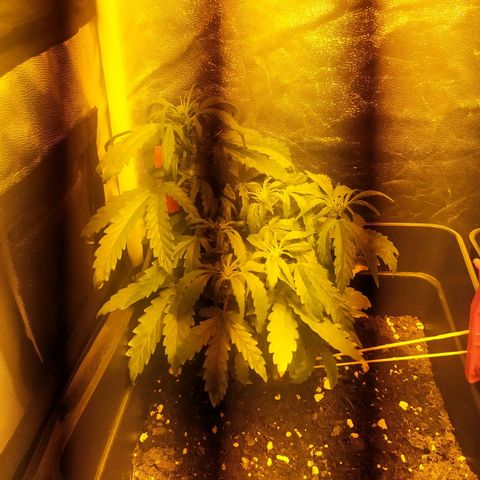 Anesthesia growlog timeline photo