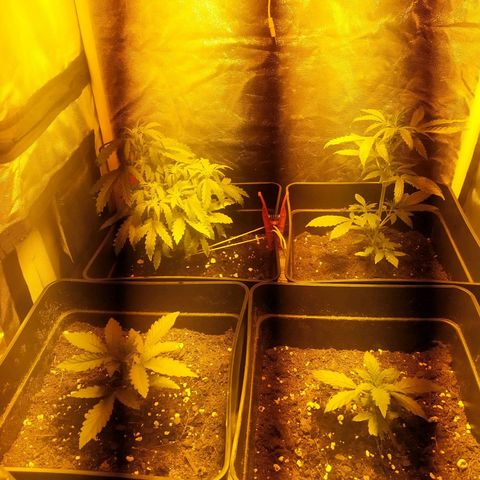 Anesthesia growlog timeline photo
