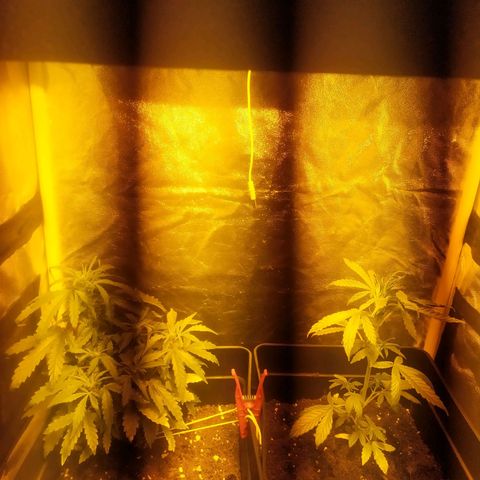 Anesthesia growlog timeline photo