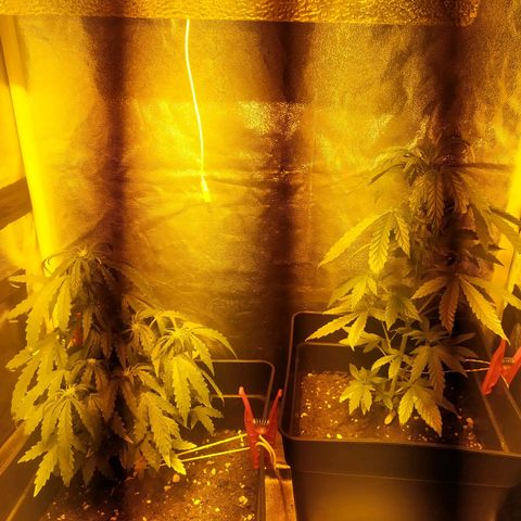 Anesthesia growlog timeline photo