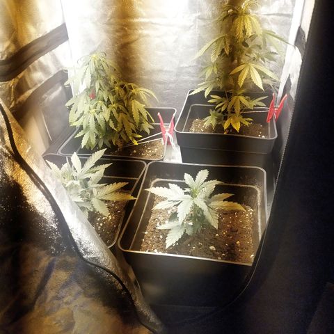 Anesthesia growlog timeline photo