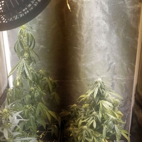 Anesthesia growlog timeline photo