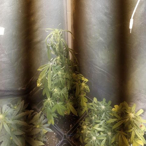 Anesthesia growlog timeline photo