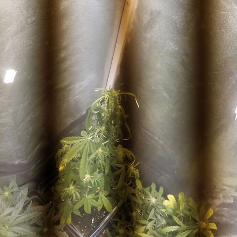 Anesthesia growlog timeline photo