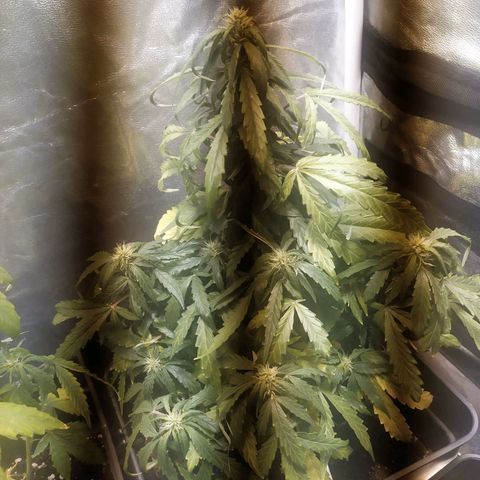 Anesthesia growlog timeline photo