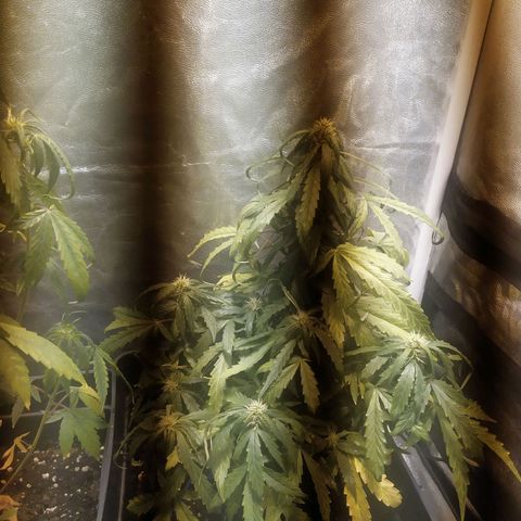 Anesthesia growlog timeline photo