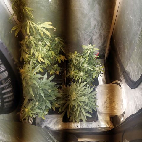 Anesthesia growlog timeline photo