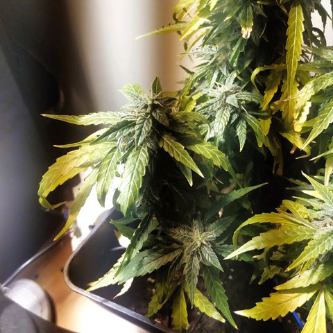 Anesthesia growlog timeline photo