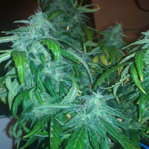 Anesthesia growlog timeline photo