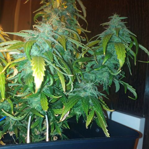 Anesthesia growlog timeline photo