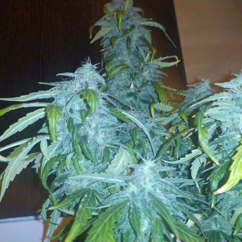 Anesthesia growlog timeline photo