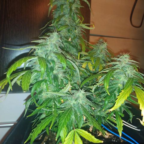 Anesthesia growlog timeline photo