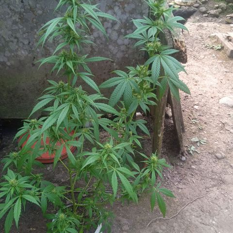 Ruderalis growlog photo