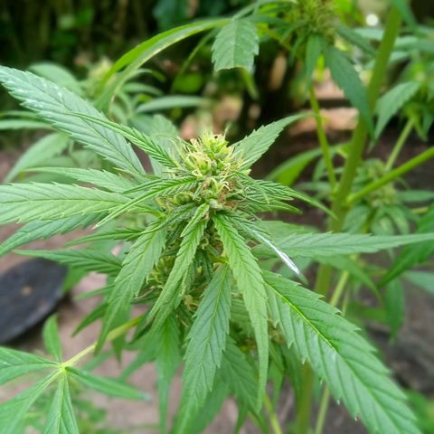 Ruderalis growlog photo