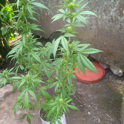 Ruderalis growlog photo