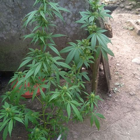 Ruderalis growlog photo
