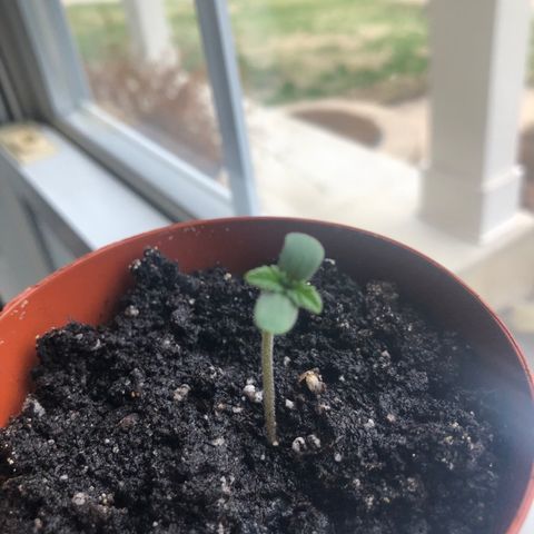 First Grow growlog timeline photo