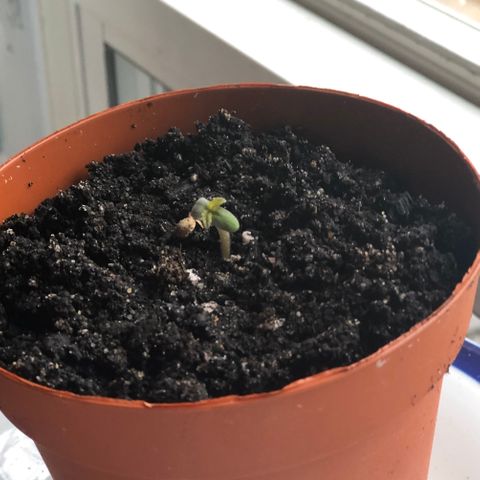 First Grow growlog timeline photo