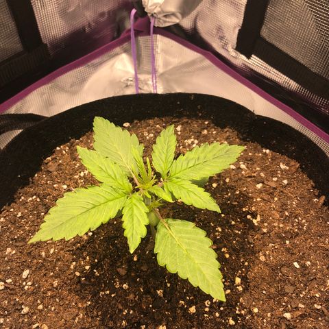 First Grow growlog timeline photo