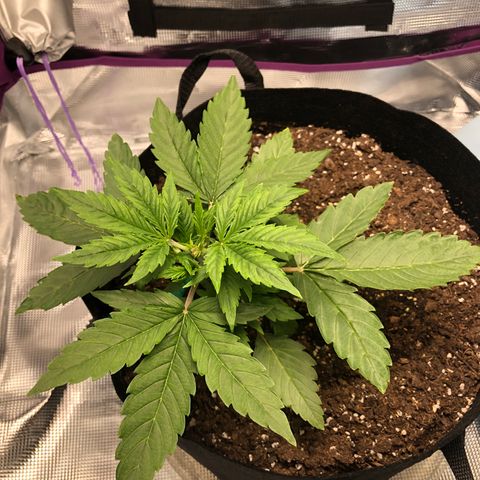 First Grow growlog timeline photo
