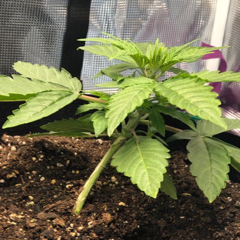 First Grow growlog timeline photo