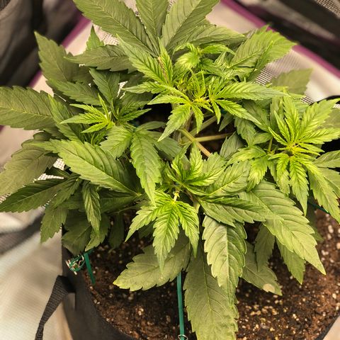 First Grow growlog timeline photo