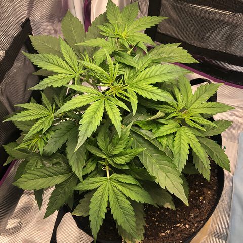 First Grow growlog timeline photo